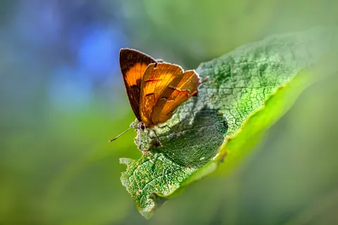 Butterfly 4K Wallpaper · animals · 3840×2560