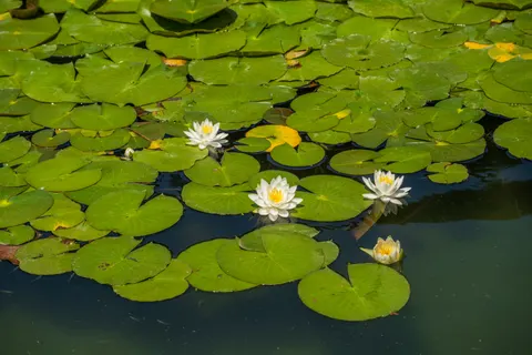 Fond d'écran Nénuphar 4K · flowers · 3840×2560