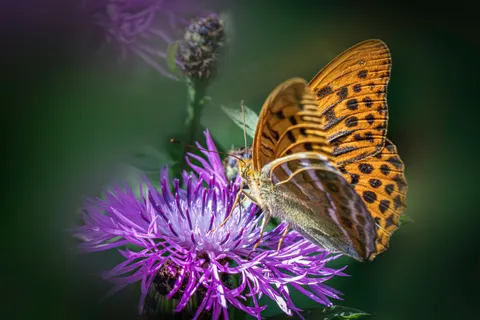 Butterfly 4K Wallpaper · animals · 3840×2560
