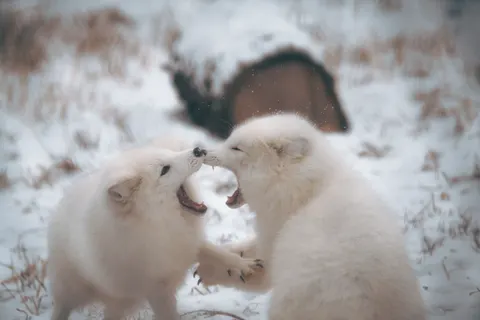 Polar Bear 4K Wallpaper · animals · 3840×2560