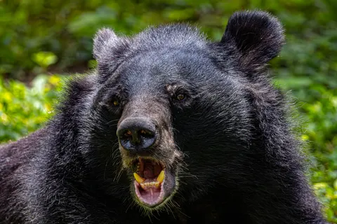 Обои Белый медведь 4K · animals · 3840×2560