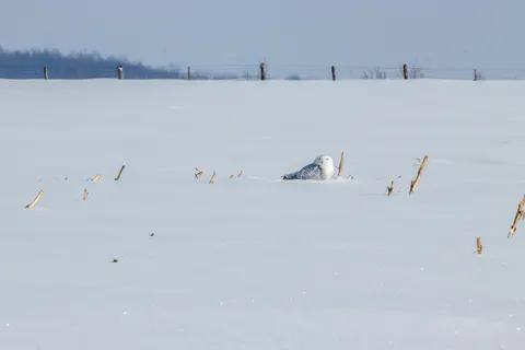 Polar Bear 4K Wallpaper · animals · 3840×2560