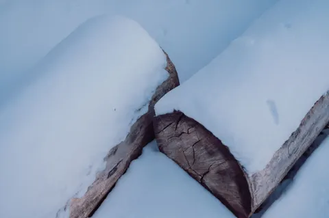 Tapeta Niedźwiedź polarny 4K · animals · 3840×2555