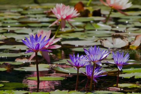 Обои Кувшинка 4K · flowers · 3840×2560
