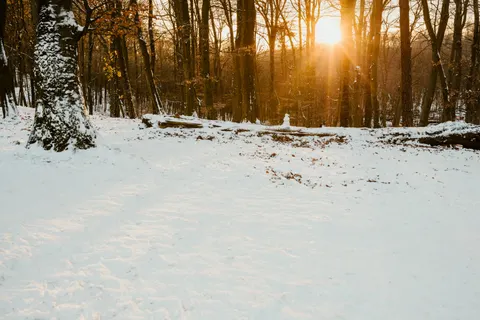Polar Bear 4K Wallpaper · animals · 3840×2560
