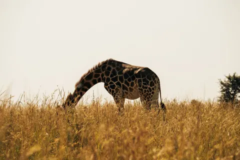 Giraffe 4K Hintergrundbild · animals · 3840×2560