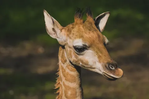 Giraffe 4K Wallpaper · animals · 3840×2560