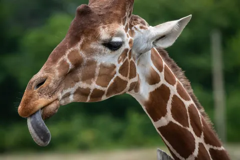 Fondo de pantalla Jirafa 4K · animals · 3840×2560