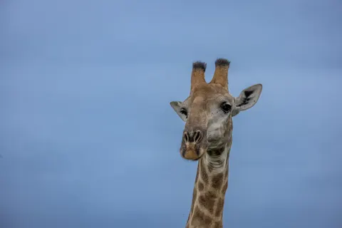जिराफ़ 4K वॉलपेपर · animals · 3840×2561