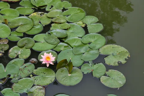 Fond d'écran Nénuphar 4K · flowers · 3840×2560
