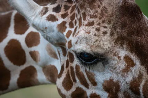 Fondo de pantalla Jirafa 4K · animals · 3840×2560
