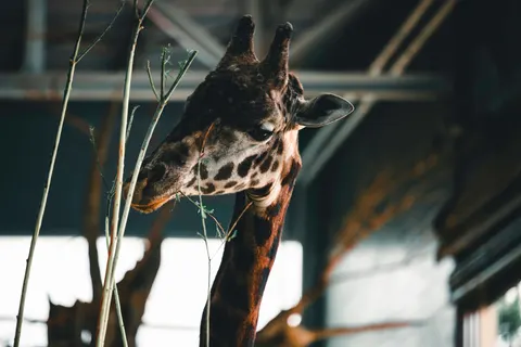Giraffe 4K Wallpaper · animals · 3840×2561