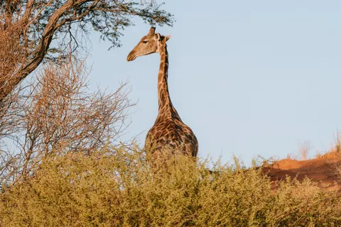 Giraffe 4K Wallpaper · animals · 3840×2560