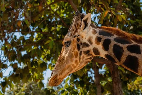 Giraffe 4K Wallpaper · animals · 3840×2560
