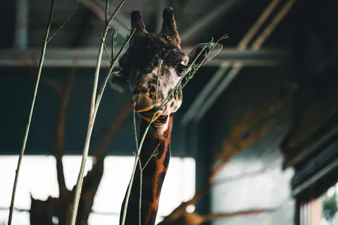 Sfondo Giraffa 4K · animals · 3840×2561
