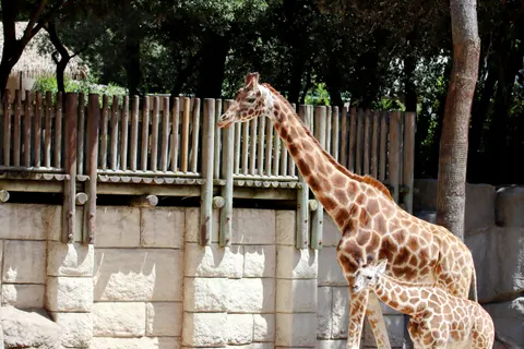 Giraffe 4K Hintergrundbild · animals · 3840×2560