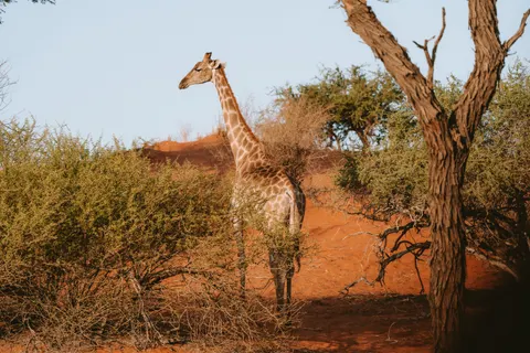 Wallpaper Jerapah 4K · animals · 3840×2560