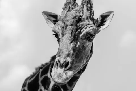 خلفية زرافة بدقة 4K · animals · 3840×2560