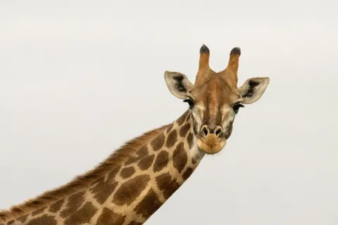 Giraffe 4K Wallpaper · animals · 3840×2560