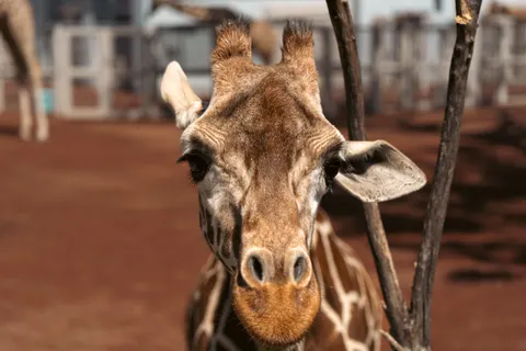 Giraffe 4K Wallpaper · animals · 3840×2560