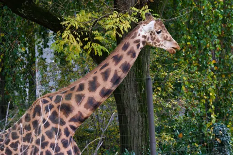 Giraffe 4K Wallpaper · animals · 3840×2558