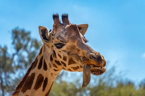 Giraffe 4K Wallpaper · animals · 3840×2560