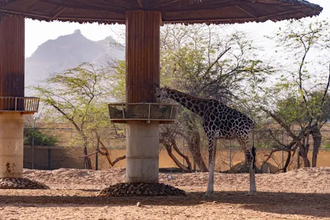Sfondo Giraffa 4K · animals · 3840×2560