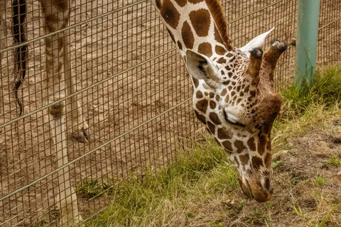 Giraffe 4K Wallpaper · animals · 3840×2560