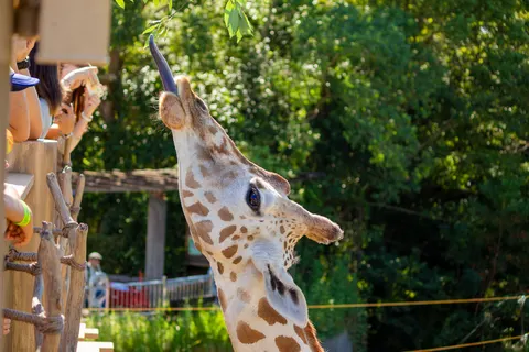 Giraffe 4K Wallpaper · animals · 3840×2559