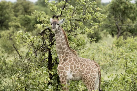 Giraffe 4K Wallpaper · animals · 3840×2560