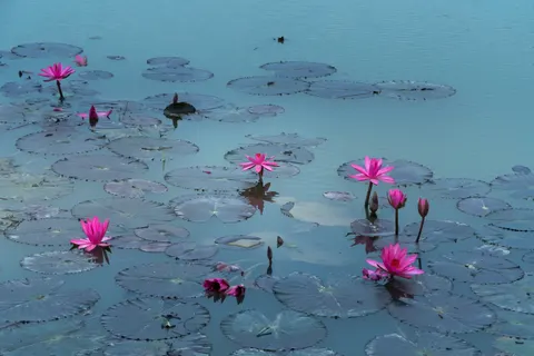 Fond d'écran Nénuphar 4K · flowers · 3840×2560