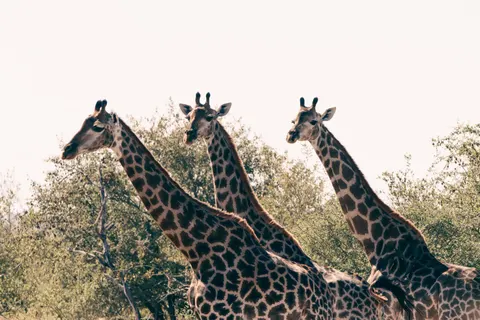 Giraffe 4K Wallpaper · animals · 3840×2560