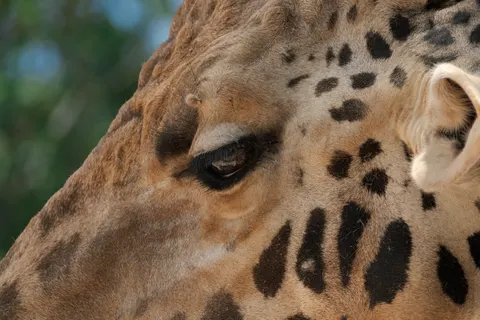 خلفية زرافة بدقة 4K · animals · 3840×2560