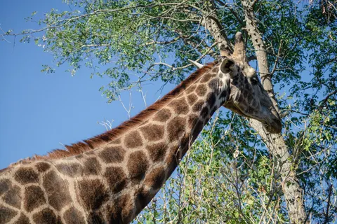 Giraffe 4K Wallpaper · animals · 3840×2563