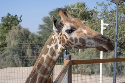 Sfondo Giraffa 4K · animals · 3840×2560
