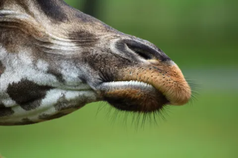 والپیپر زرافه با کیفیت 4K · animals · 3840×2560
