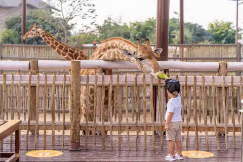 Giraffe 4K Wallpaper · animals · 3840×2560