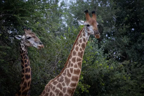 Giraffe 4K Hintergrundbild · animals · 3840×2561