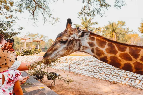 Giraffe 4K Wallpaper · animals · 3840×2560