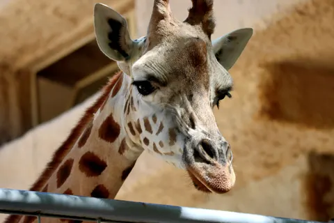 Giraffe 4K Wallpaper · animals · 3840×2560
