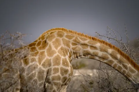 Giraffe 4K Wallpaper · animals · 3840×2560