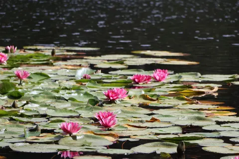 Fond d'écran Nénuphar 4K · flowers · 3840×2560