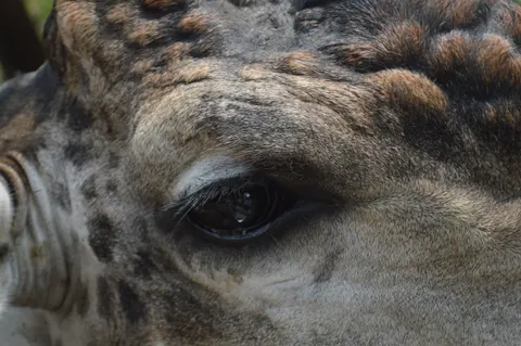 Giraffe 4K Wallpaper · animals · 3840×2553