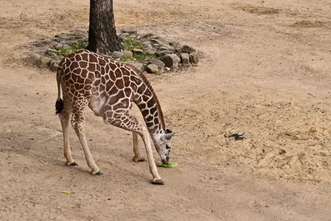 Wallpaper Jerapah 4K · animals · 3840×2563