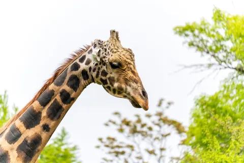 والپیپر زرافه با کیفیت 4K · animals · 3840×2560