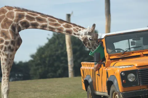 Giraffe 4K Wallpaper · animals · 3840×2560