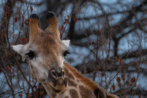 Giraf 4K-achtergrond · animals · 3840×2560