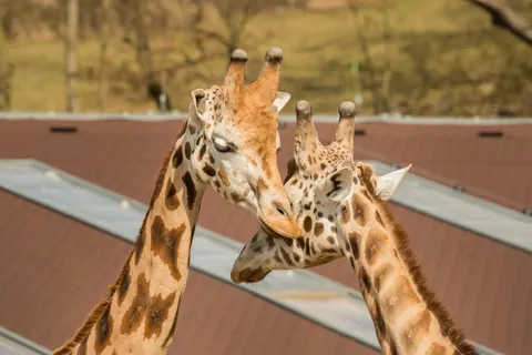 والپیپر زرافه با کیفیت 4K · animals · 3840×2563
