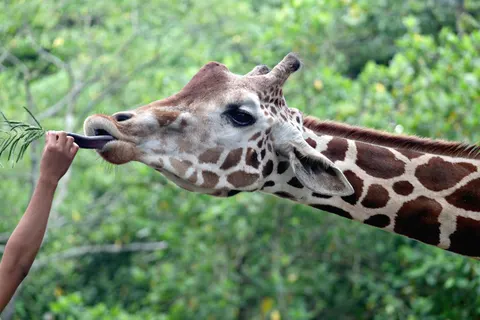 Wallpaper Jerapah 4K · animals · 3840×2560