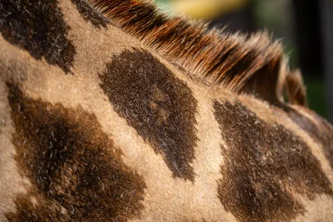 Giraffe 4K Wallpaper · animals · 3840×2560